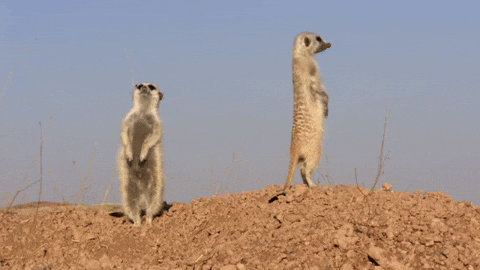 GIF by Nat Geo Wild