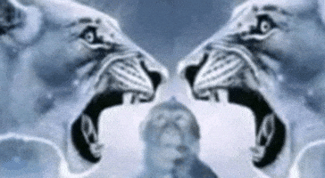 Monkey Lion GIF