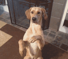 Video gif. A person points their hand like a gun at a dog, who plays along, acting shot, and falling over.