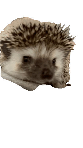 Hedgehog Sticker by Roman Tyrsin