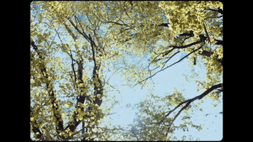 Landscape Trees GIF by Mallrat