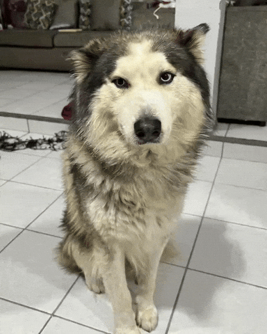 Lobo No GIF
