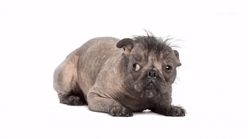 dog mangy GIF by MOST EXPENSIVEST