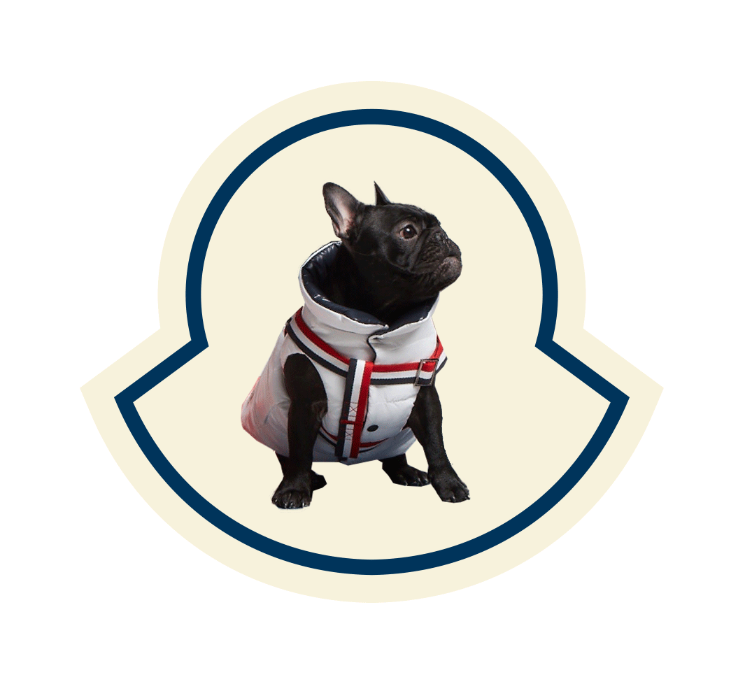 moncler french bulldog