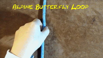Loop Butterfly GIF