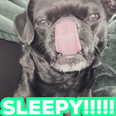 Sleepy Dog GIF