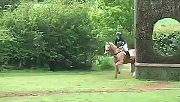 horse fail GIF