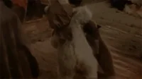 https://media1.giphy.com/media/8eO7hzLI75Rle/200w.webp