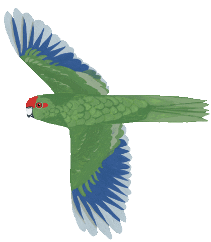 Flying Bird Sticker by Melissa Boardman