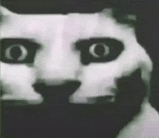 Lunmarunhorrifiedwideeyeswhitecatmeme GIF