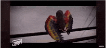 GIF by Alain Roux