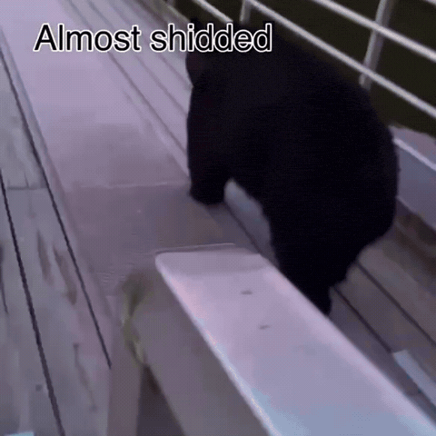 Bear GIF