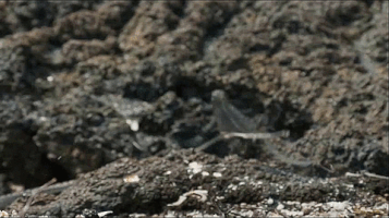 bbc iguana escaping lots of snakes