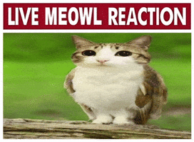 Live Reaction GIF