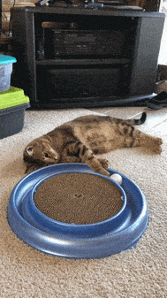 Giphy - Cat Playing GIF