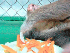 eating sloth snacks snack carrot GIF