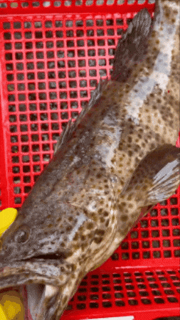 369Fish GIF