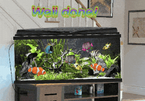 Fish Tank GIF