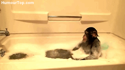 Cute-monkey GIFs - Get the best GIF on GIPHY