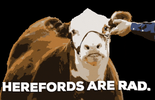 Cow Beef GIF