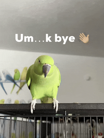 Fly Away Parakeet GIF