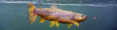 fisking nature fishing norway norge GIF