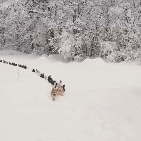 snow chickens GIF