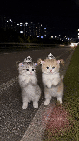 Kittens GIF