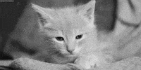 200w_d.gif