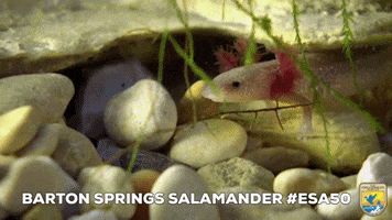 Ears Salamander GIF by U.S. Fish and Wildlife Service