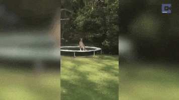intersection fail jump silly australia GIF