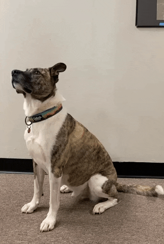 Ahimsa House GIF