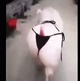 giphy.gif?cid=790b76115d39c50e6c79614732