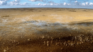 Beauty Florida GIF by American Experience PBS