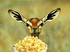 Eating Popcorn Gif - IceGif