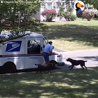 Postal Worker Dog GIF by The Dodo