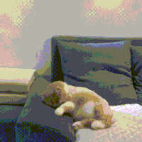 cat sleeping GIF