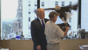 Bald Eagle Trump GIF