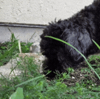 Casper GIF