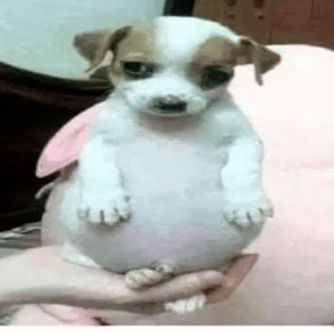 Fat Dog GIF