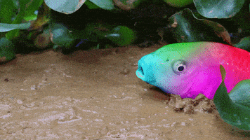 Stop Motion Fish GIF by CreativeCooking