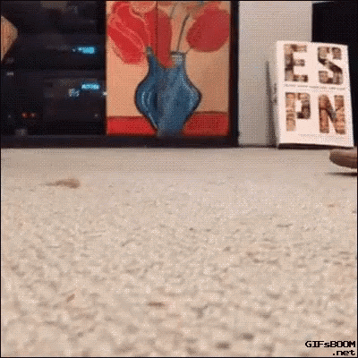 Cat Remember GIF - Find & Share on GIPHY