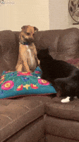 Cat Dog GIF by ViralHog
