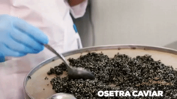 Osetra Caviar GIF