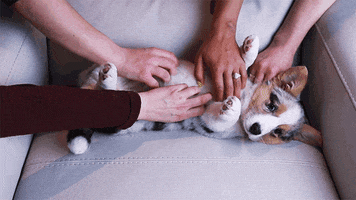 dog puppy GIF by Rover.com