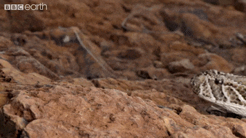 snake slither GIF by BBC Earth