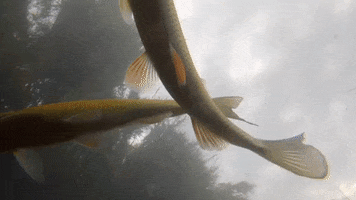 Peces Rio Besos GIF