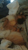 roll over good morning GIF