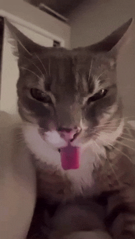 Cat Car GIF