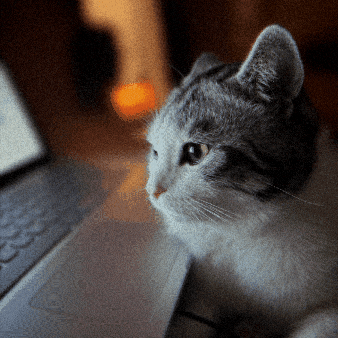 Cat Laptop GIF
